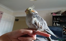 Cockatiels birds for sale: Hand tame pied cockatiel  - Advert 1