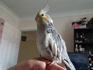 Cockatiels birds Hand tame pied cockatiel - Advert 19