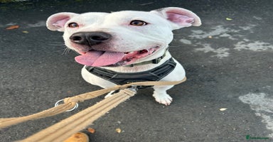 Mixed Breed dogs - Advert 5