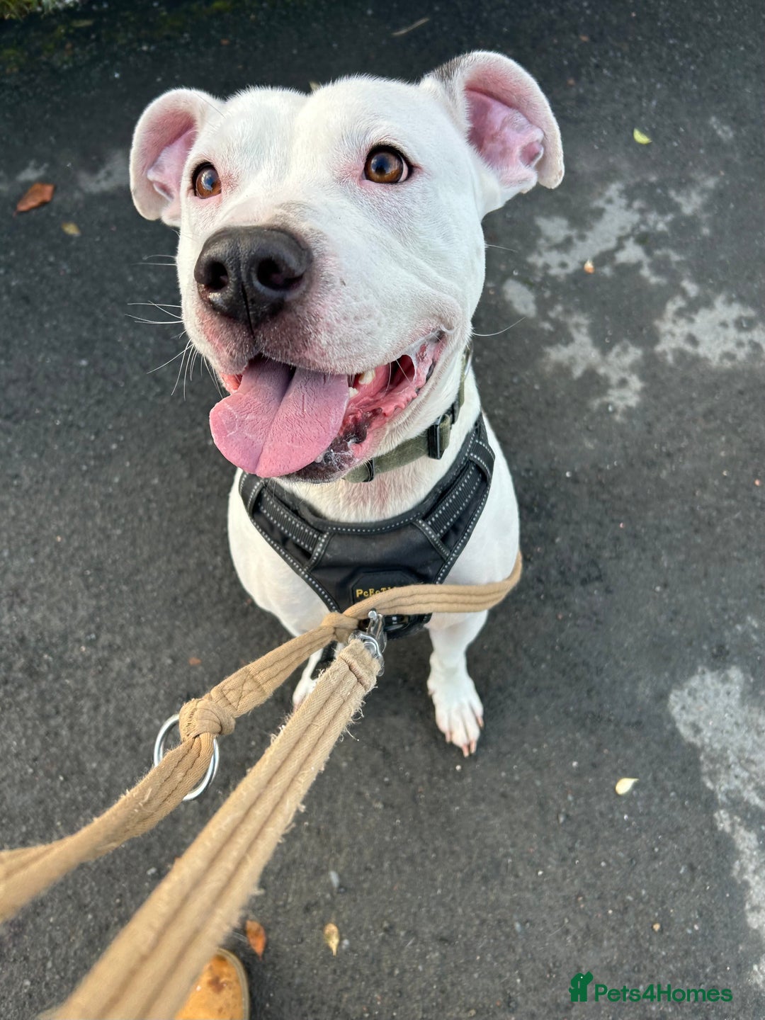 Mixed Breed dogs for sale: Meet winston - Image 3