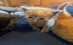 American Shorthair cats for sale: 6 kittens  - Image 5