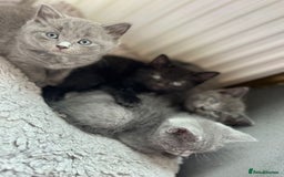 Russian Blue cats for sale: Russian Blue x British Shorthair Kittens for sale - Image 6