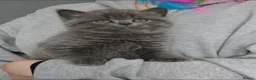 British Shorthair cats for sale: Beautiful British Shorthair Kittens for Sale - Advert 8