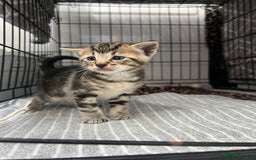 Siamese cats for sale: Beautiful Siamese-Linked Kittens Ready Soon 🐾🤎 - Image 8