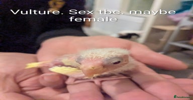 Parakeets birds Hand reared baby kakarikis - Advert 7