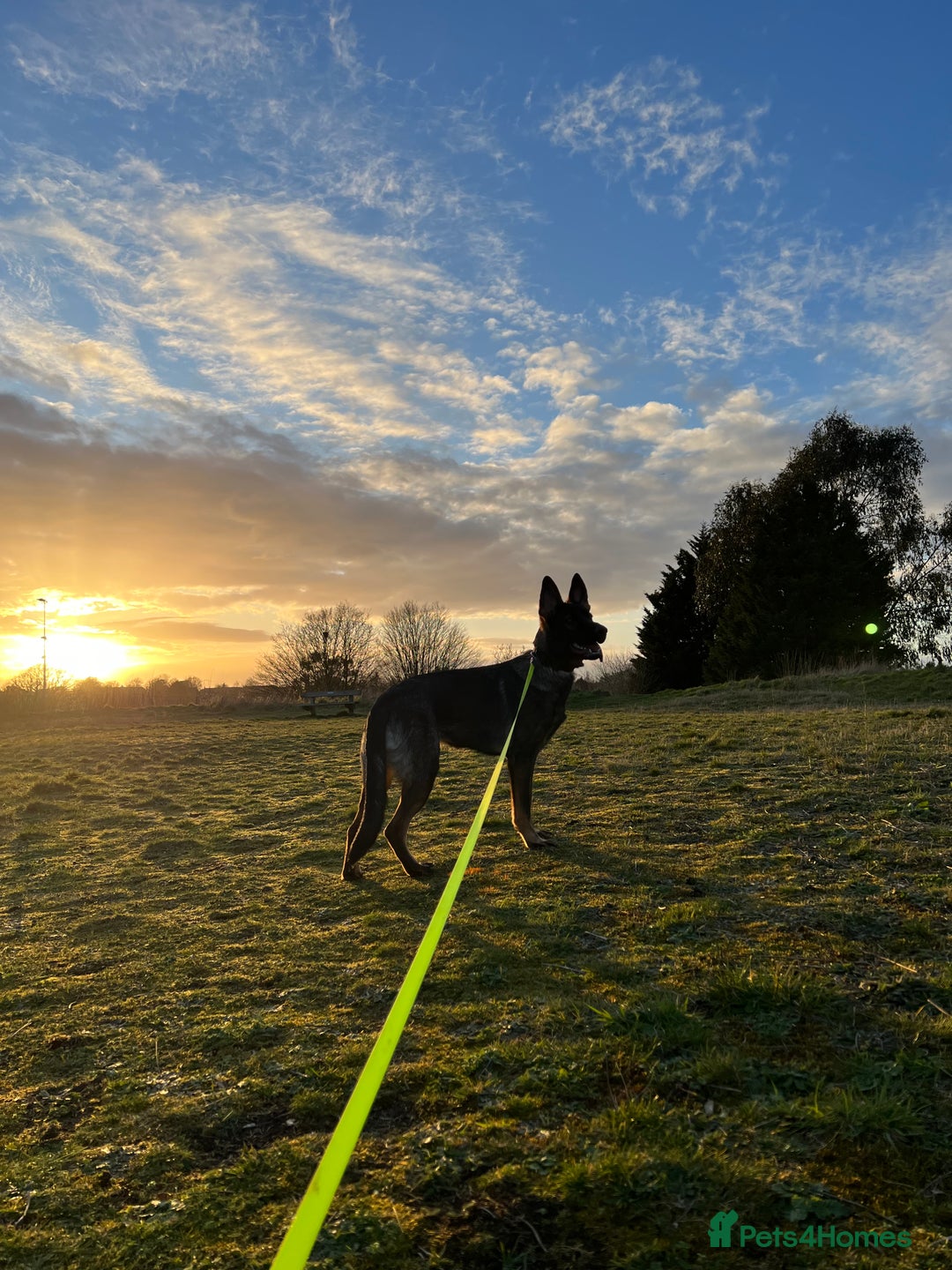 German Shepherd dogs for sale: Female German Shepherd - working line - Advert 23