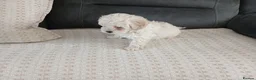 Maltipoo dogs for sale: Maltipoo puppies - Advert 26