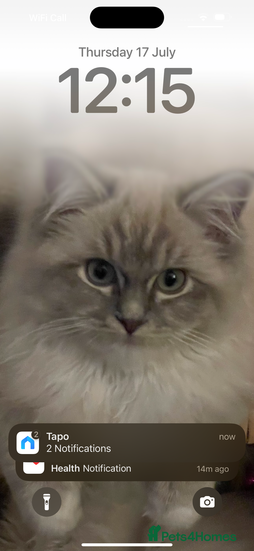 Maine Coon cats for sale: Maine Coon x Ragdoll Mix Kittens  Ready 27 Aug! 🐾 - Image 11