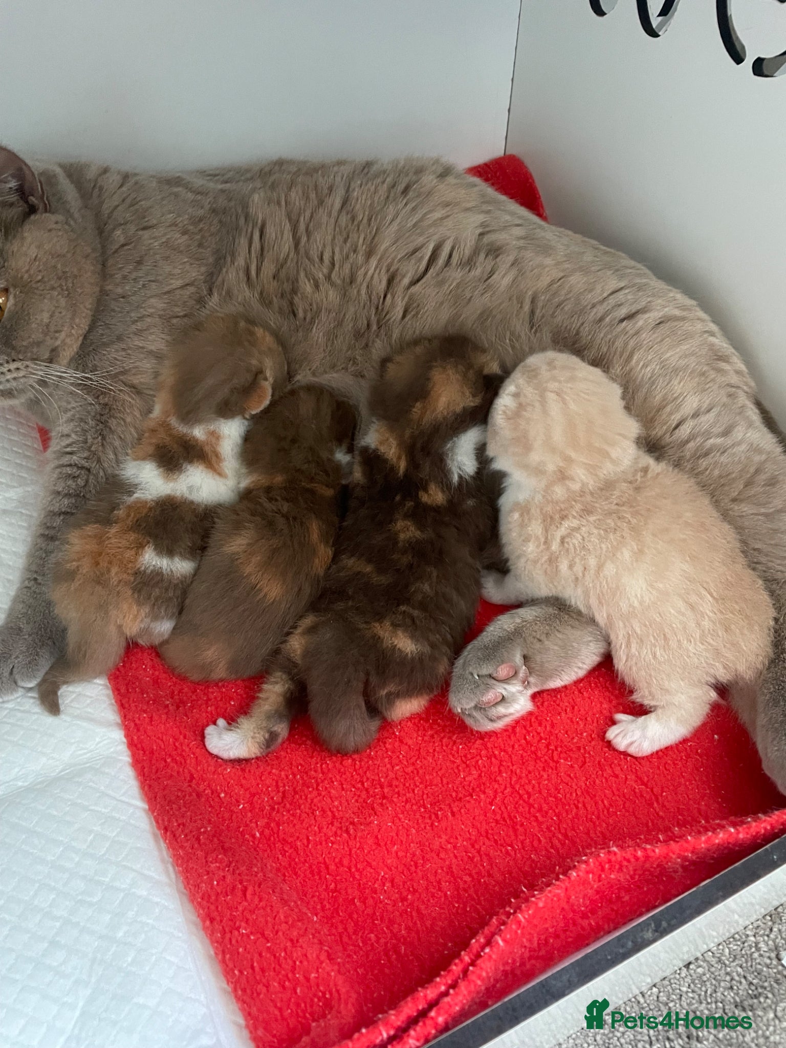British Shorthair cats Champion Bloodline British Shorthair kittens  - Advert 1