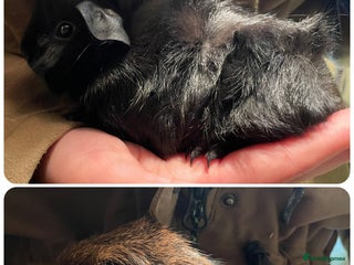 Guinea Pig rodents - Advert 2