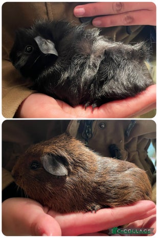 Guinea Pig rodents - Advert 1