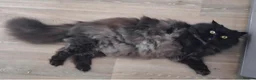 Persian cats for sale: Playful persion cross - Advert 4
