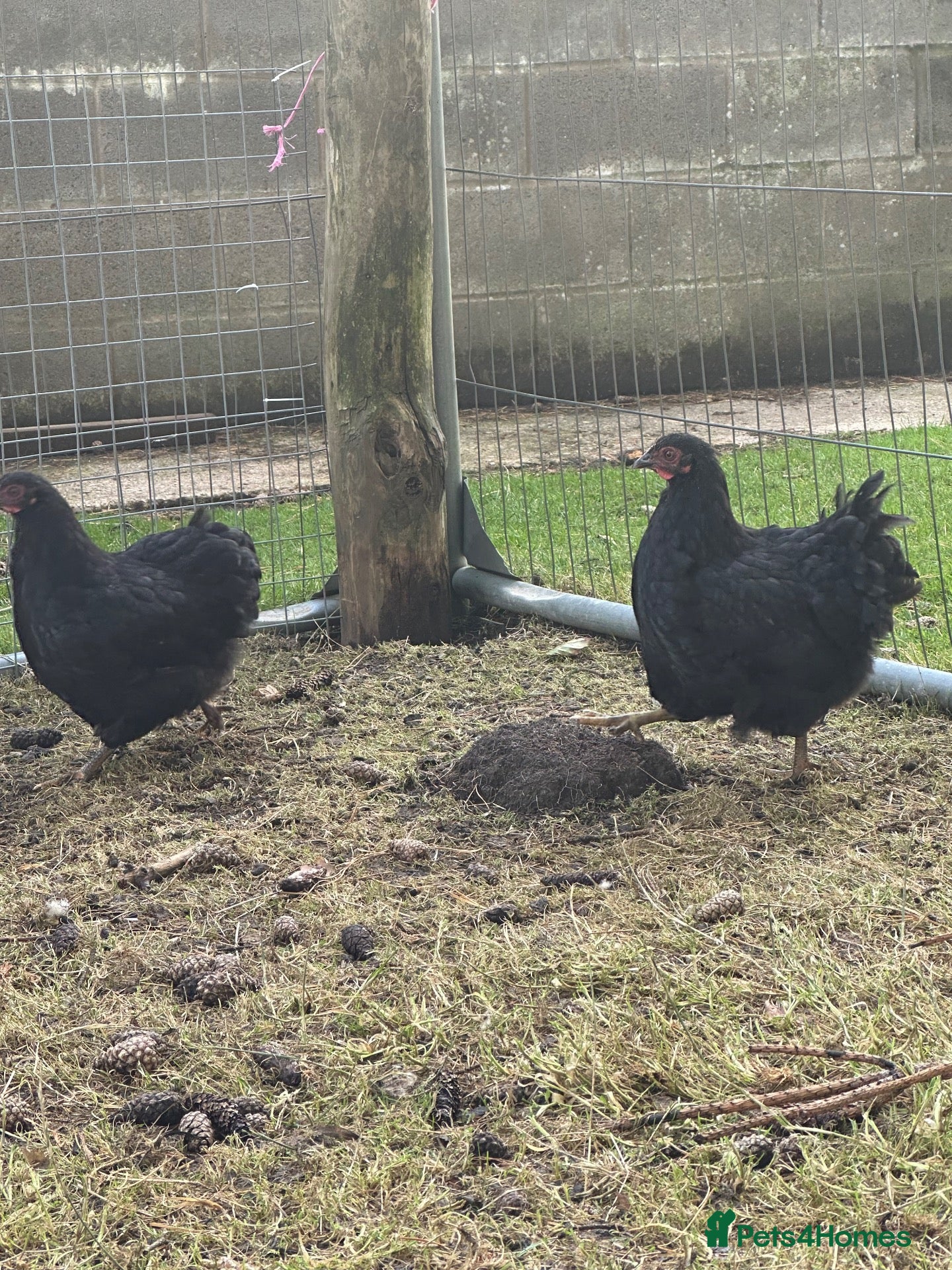Chickens poultry 2 Black Wyandotte pullets  - Advert 1