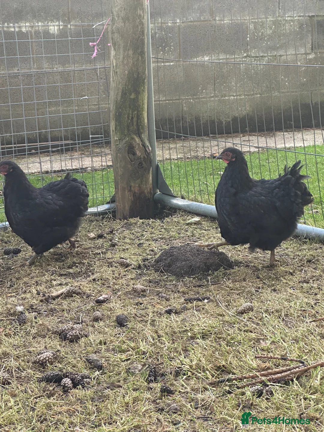 Chickens poultry for sale: 2 Black Wyandotte pullets  - Advert 1