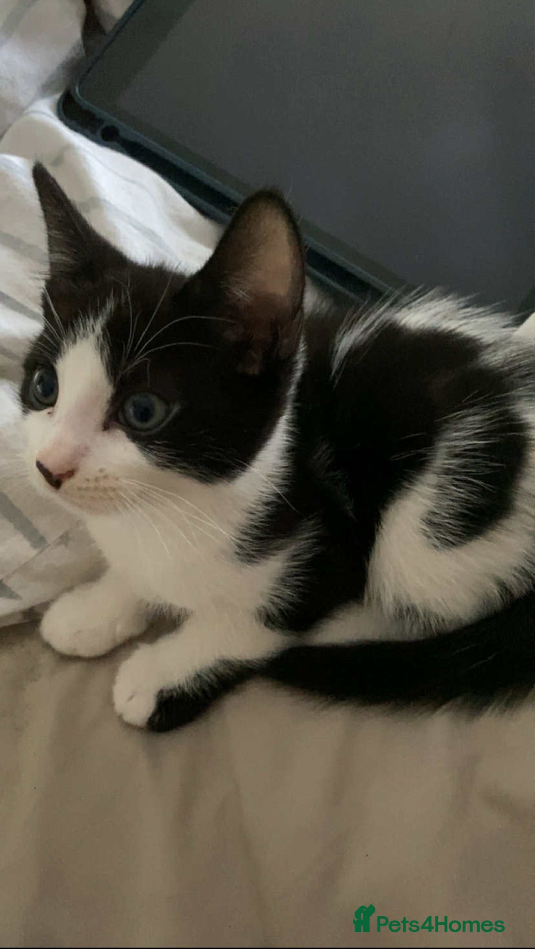 Mixed Breed cats for sale: Cat mixed  - Image 3