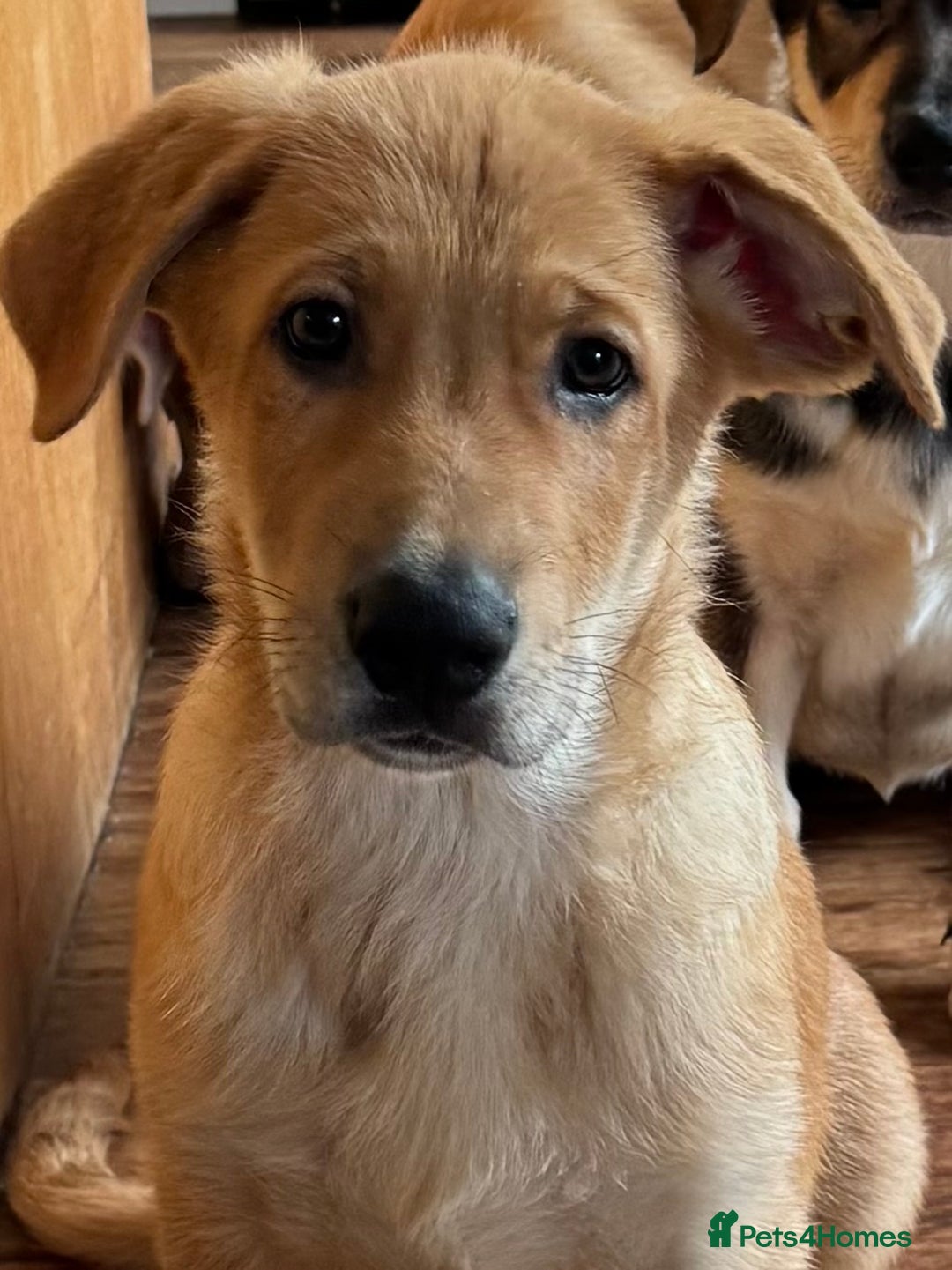 Mixed Breed dogs for sale: Beautiful Inca & handsome Nanuq PUPDATE x5 - Advert 29