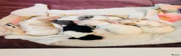 Miniature Dachshund dogs for sale: Piebald Minature Longhair  - Advert 18