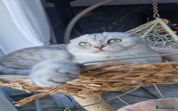 Scottish Fold cats for sale: Scottish Folds, adult cat looking for a Sweet home - Advert 1