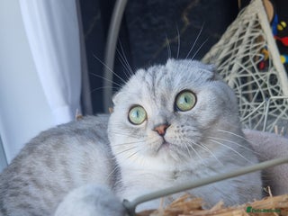 Scottish Fold cats Scottish Folds, adult cat looking for a Sweet home - Advert 10