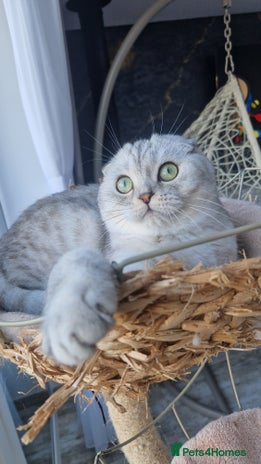 Scottish Fold cats Scottish Folds, adult cat looking for a Sweet home - Advert 1
