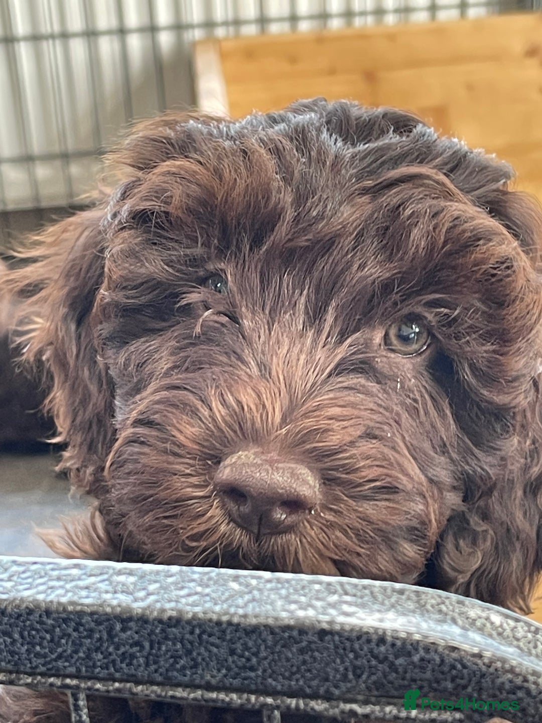 Australian Labradoodle dogs for sale: Pure Australian Labradoodles - READY TO LEAVE  - Image 23