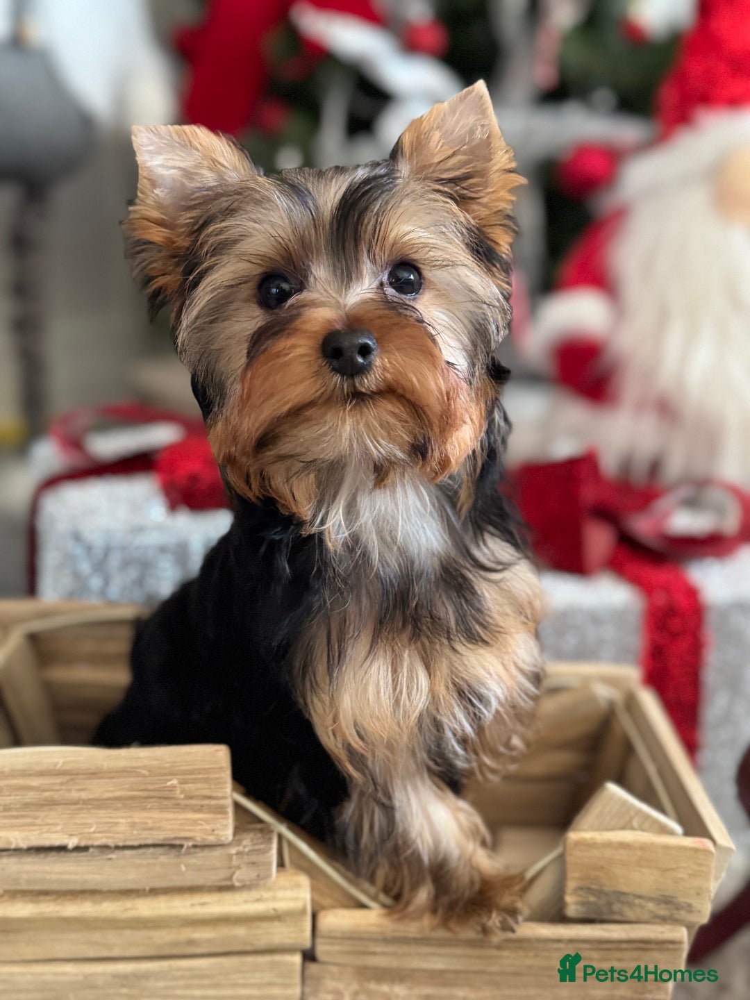Yorkshire Terrier dogs for sale: Beautiful Pedigree Yorkshire Terrier puppies. - Advert 39