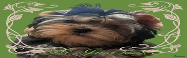 Yorkshire Terrier Puppy 1💚💚💚