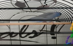 Parrots birds for sale: Parrotlet  - Image 2