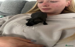 Guinea Pig rodents for sale: Black skinny pig - Image 1