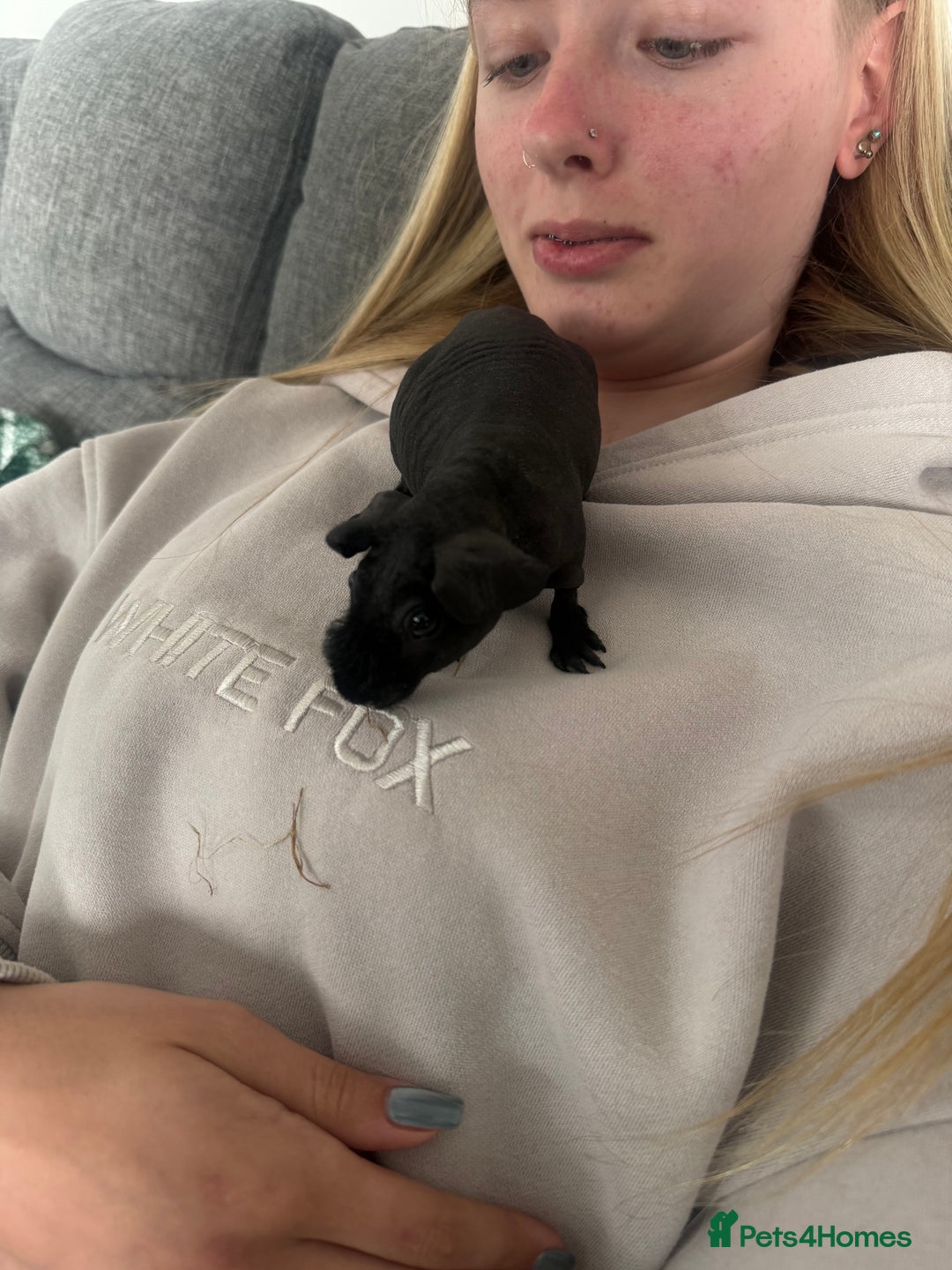Guinea Pig rodents for sale: Black skinny pig - Image 1