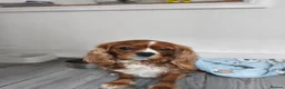 Cavalier King Charles Spaniel dogs for sale: Daisy age 7  in Rochester - Advert 2