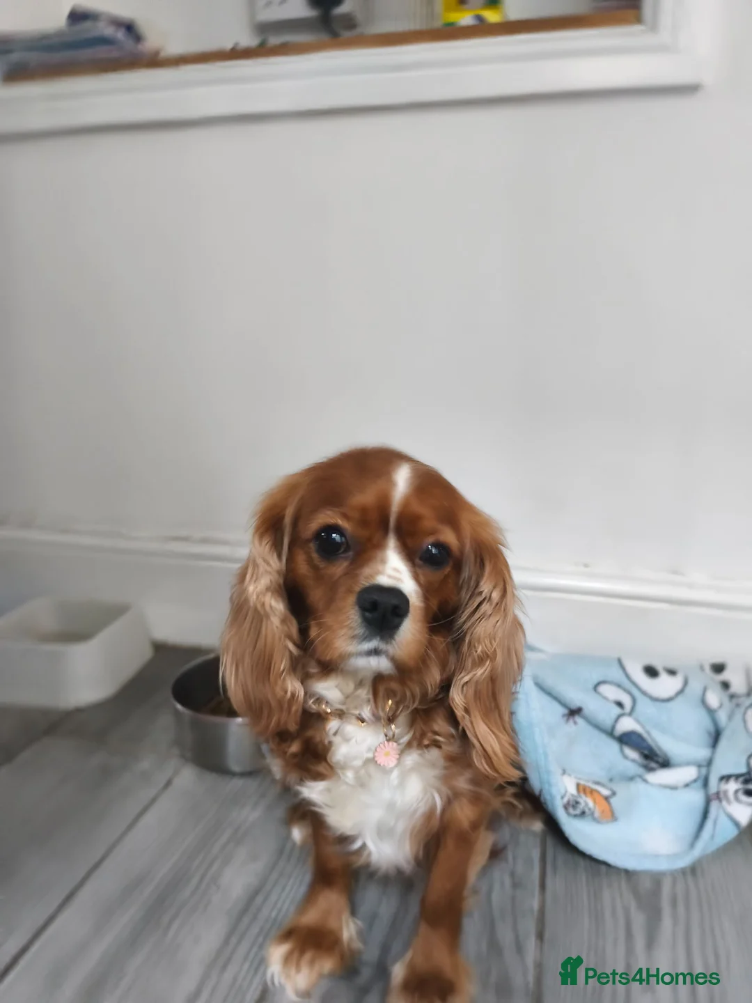 Cavalier King Charles Spaniel dogs for sale: Daisy age 7  in Rochester - Advert 2