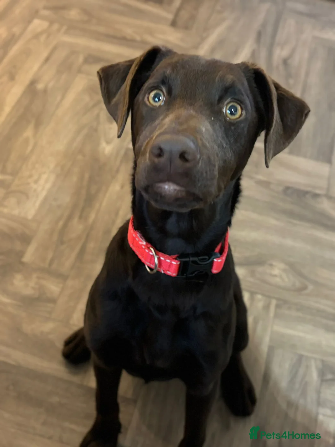 Mixed Breed dogs for sale: Lovely Buttons needs his family  - Advert 1