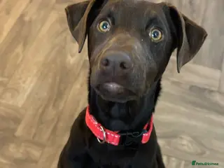 Mixed Breed dogs Lovely Buttons needs his family - Advert 2