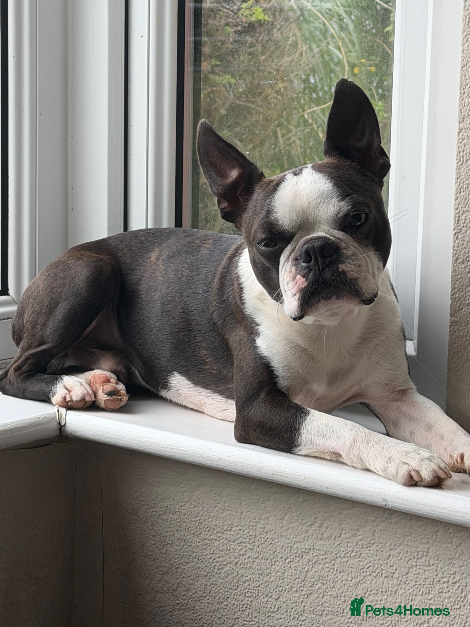 Boston Terrier dogs for stud: 🐾 KC Registered Boston Terrier for stud duty’s 🐾 - Advert 2