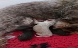 Cockapoo dogs for sale: Beautiful Cockapoo Puppies - Image 8