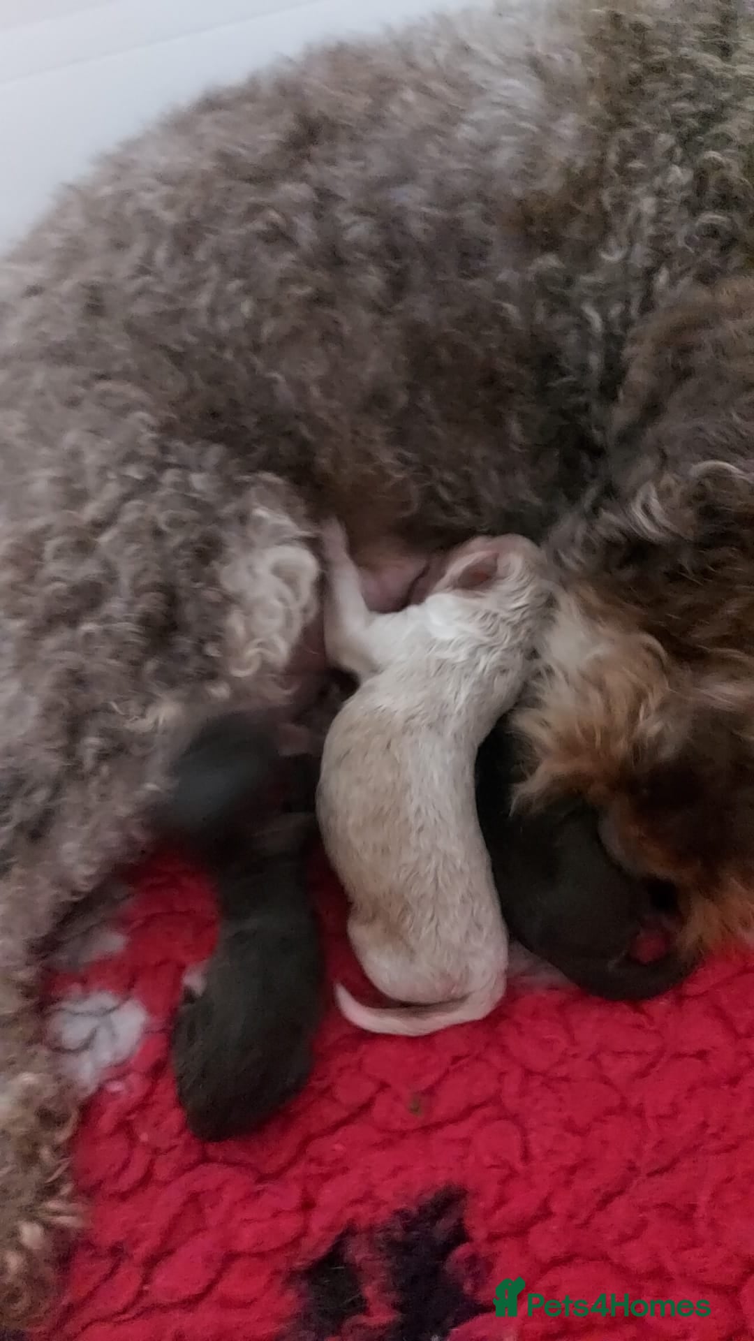 Cockapoo dogs for sale: Beautiful Cockapoo Puppies - Image 8