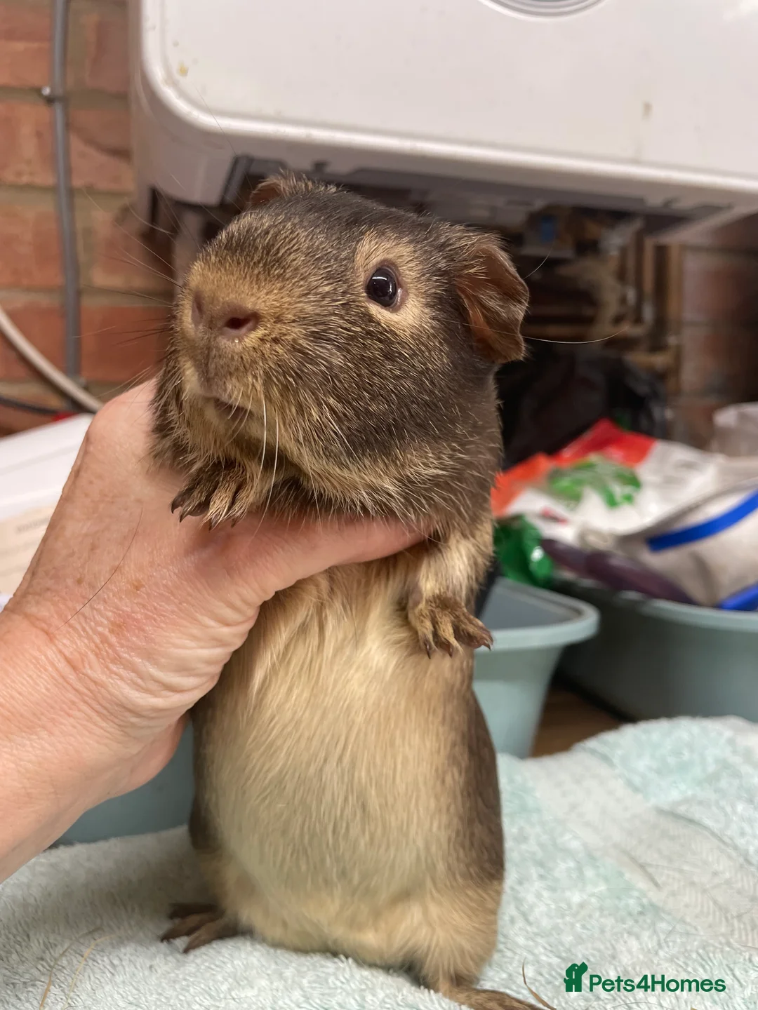 Guinea Pig rodents for sale: Two Beautiful Boys - Advert 2