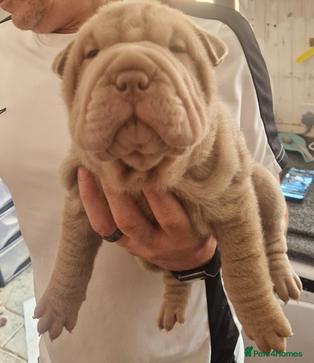 Shar Pei dogs for sale: Male Shar peis - Image 4