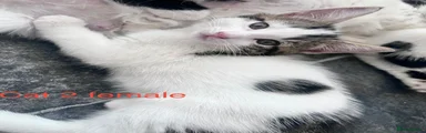 Mixed Breed 2