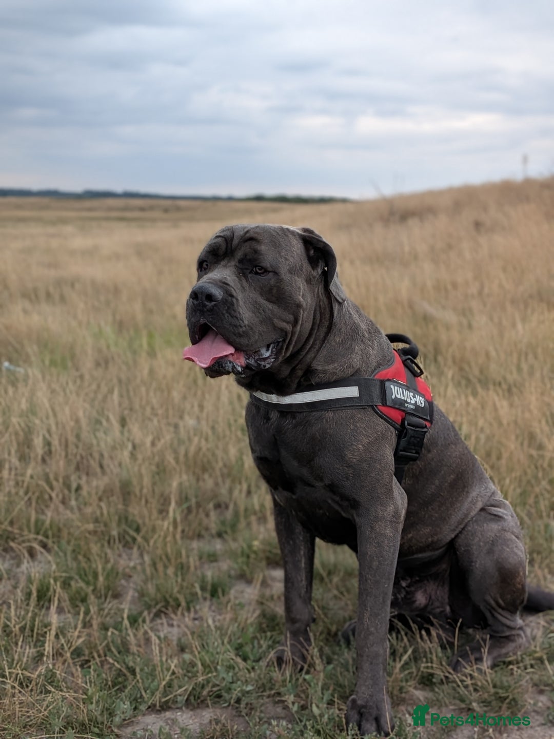 Cane Corso dogs for stud: Purebred Cane Corso Stud-2 Years Old - Image 2
