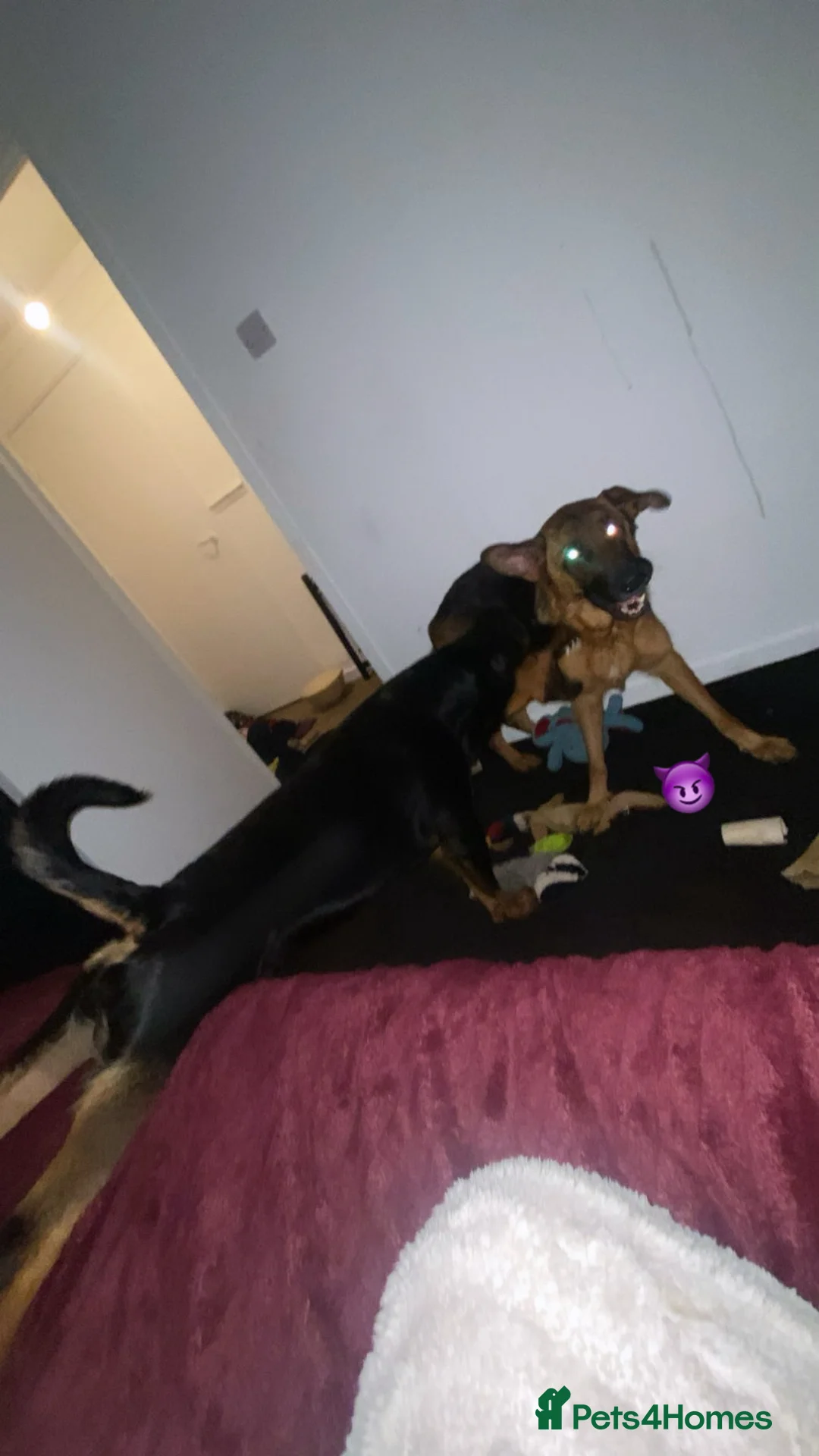 German Shepherd dogs for sale: HIGHprotection - performance ex police GSD  - Advert 15