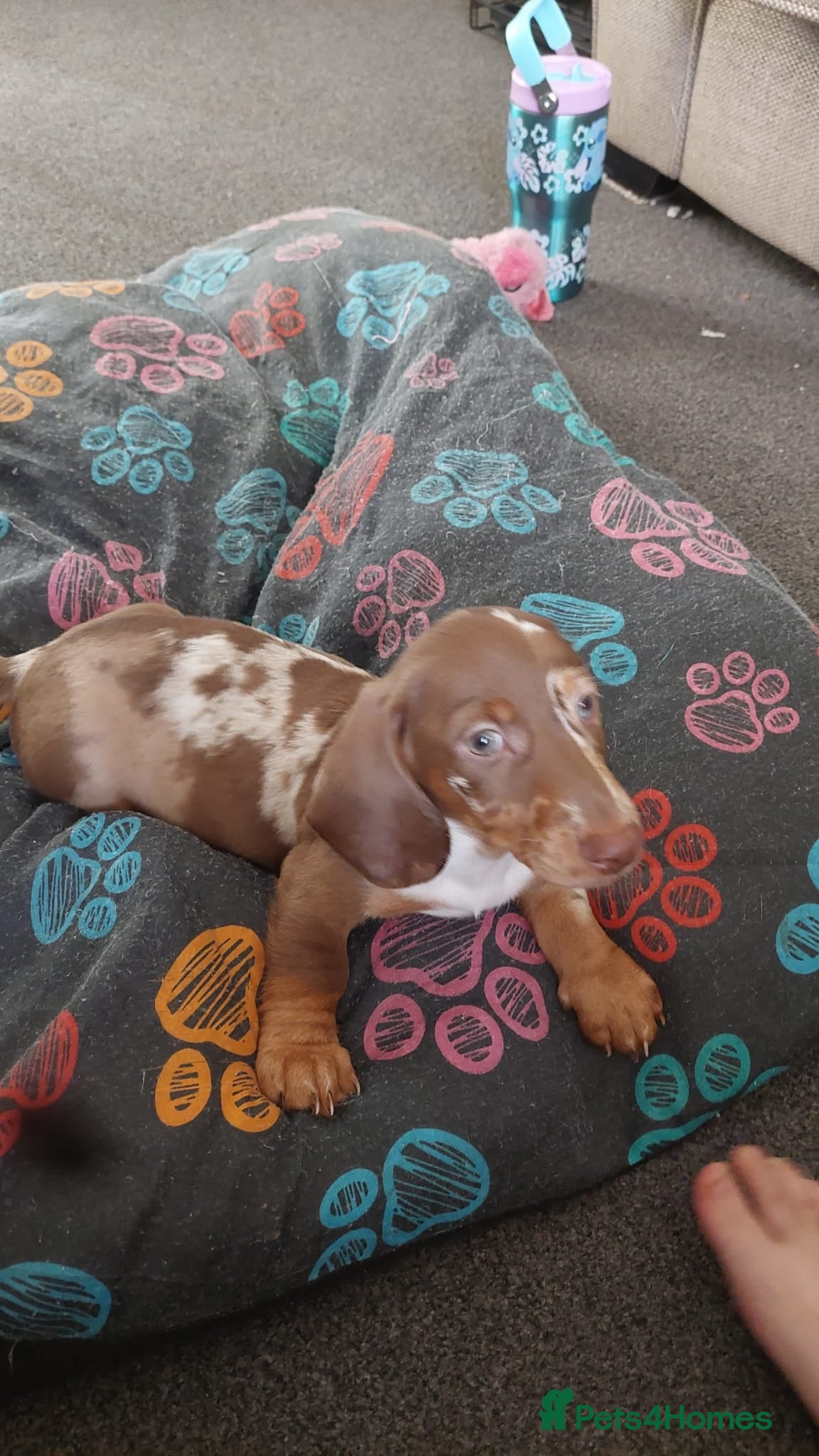 Dachshund dogs Beautiful dashchund puppies  - Advert 2