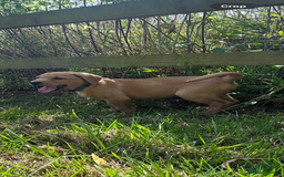Labrador Retriever dogs for sale: Stunning Fox Red Labrador Puppies - Image 11