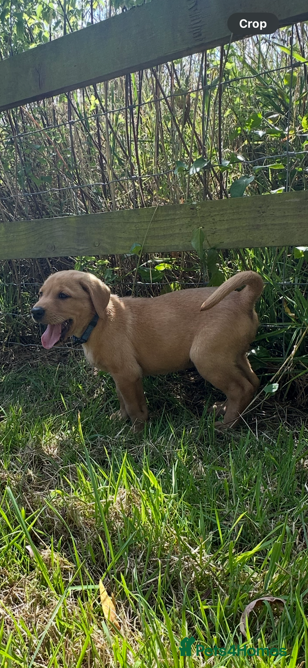 Labrador Retriever dogs for sale: Stunning Fox Red Labrador Puppies - Image 11