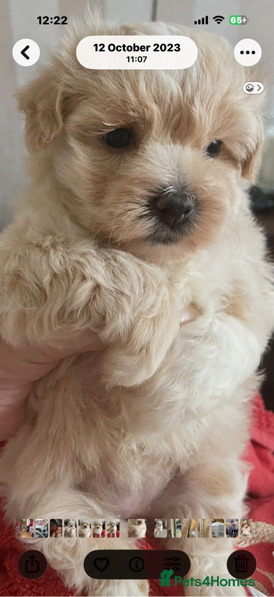 Maltipoo dogs for sale: Tiny Maltipoo puppies - Advert 2