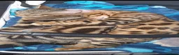 Bengal cats for sale: Beautiful Marble Bengal kitten boy ready now - Advert 10