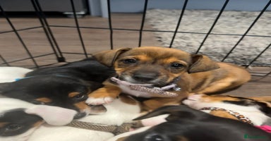 Jack Russell dogs - Advert 2