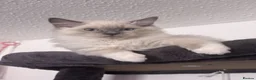 Ragdoll cats for sale: 1 Female, 1 Male Purebred Ragdoll, Purebred - Advert 6