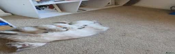 Ragdoll cats for sale: Accidental litter  - Advert 1
